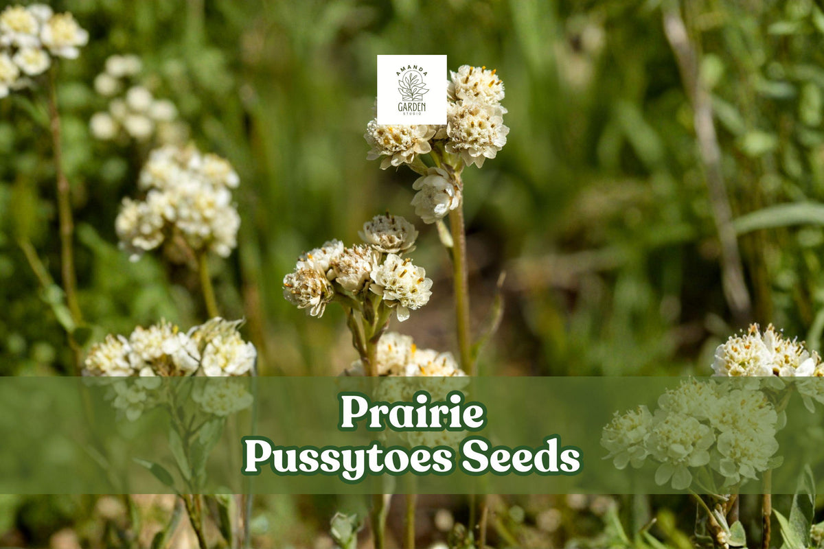 100 Prairie Pussytoes Seeds Antennaria neglecta Native Perennial Groundcover Wildflower Pollinator-Friendly