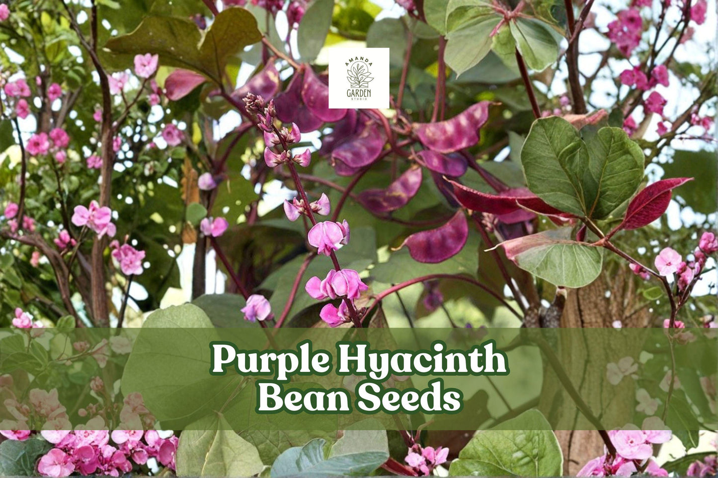 Purple Hyacinth Bean Seeds – Lablab purpureus, Ornamental Climbing Vine with Purple Flowers & Red-Leaved Foliage, Non-GMO, 30 Seeds