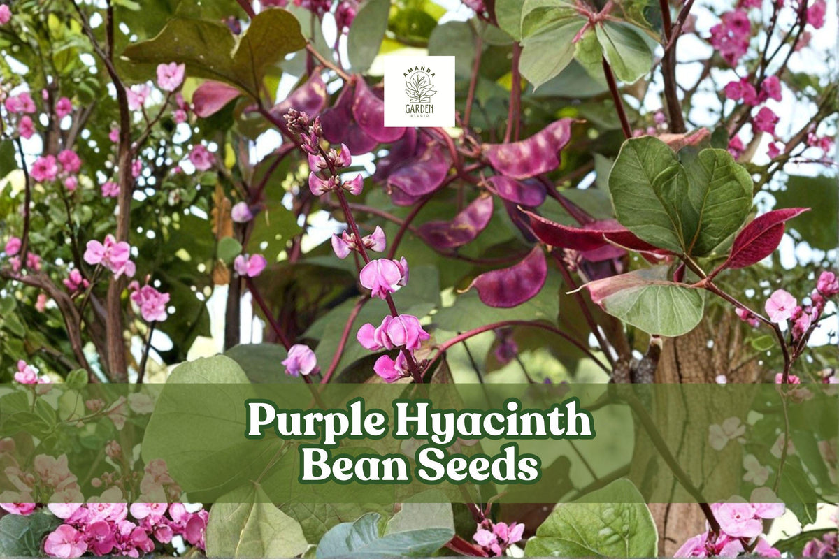 Purple Hyacinth Bean Seeds – Lablab purpureus, Ornamental Climbing Vine with Purple Flowers & Red-Tinted Leaves, Non-GMO, 30 Seeds