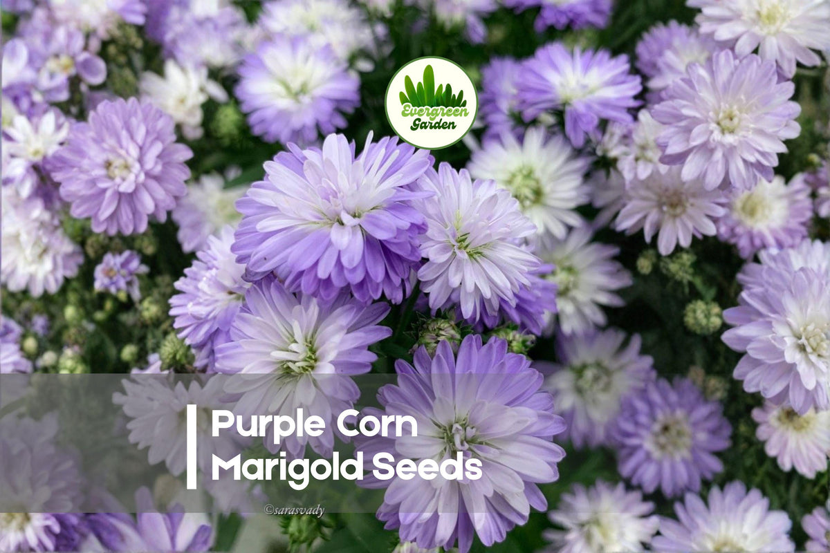 25+ Purple Corn Marigold Seeds | Wildflower, Daisy-Like Blooms, Attracts Pollinators | Glebionis segetum, Purple/Violet, Annual