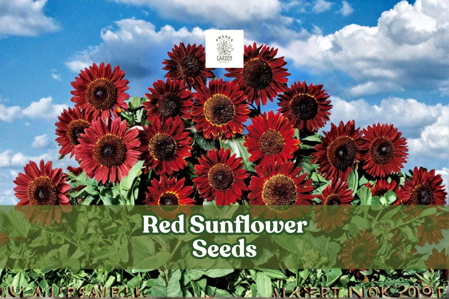 Red Sunflower Seeds, Helianthus annuus, 50 Non-GMO Heirloom Flower Seeds for Gardens, Borders & Cut Flowers