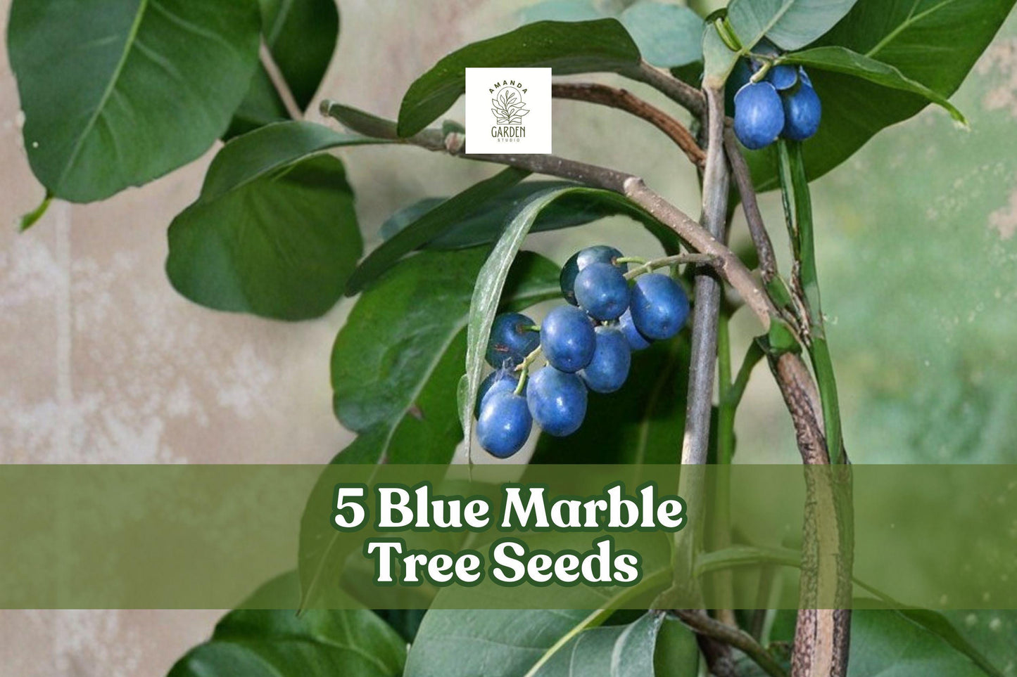 Blue Marble Tree Seeds - Elaeocarpus angustifolius - Exotic Tropical Ornamental Evergreen with Blue Fruits, Glossy Green Foliage