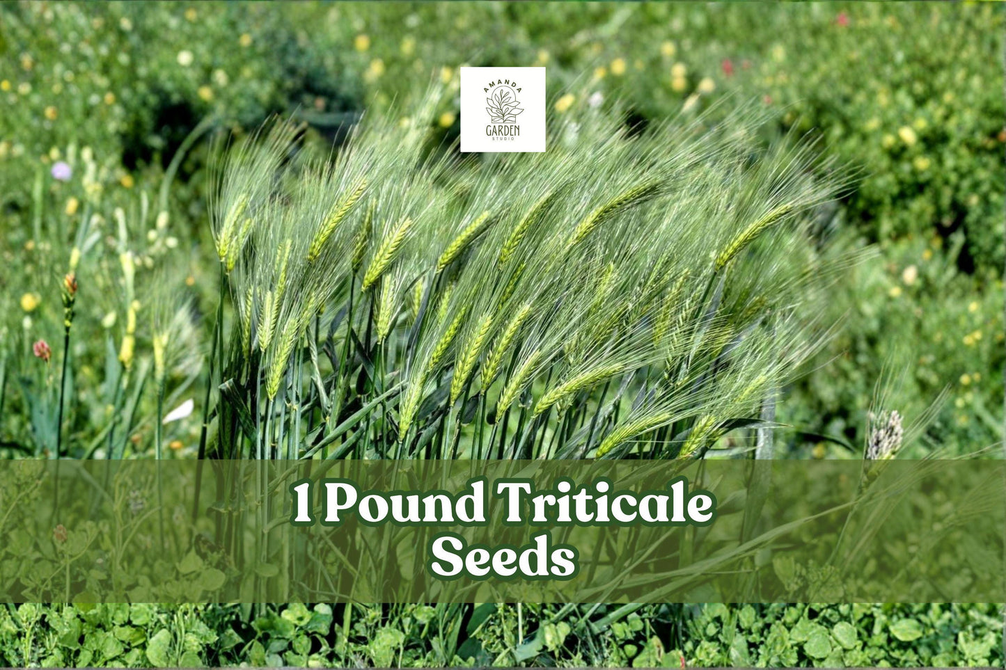 1 Pound Triticale Seeds ×Triticosecale Hybrid Grain Crop Non-GMO Cover & Forage Seed