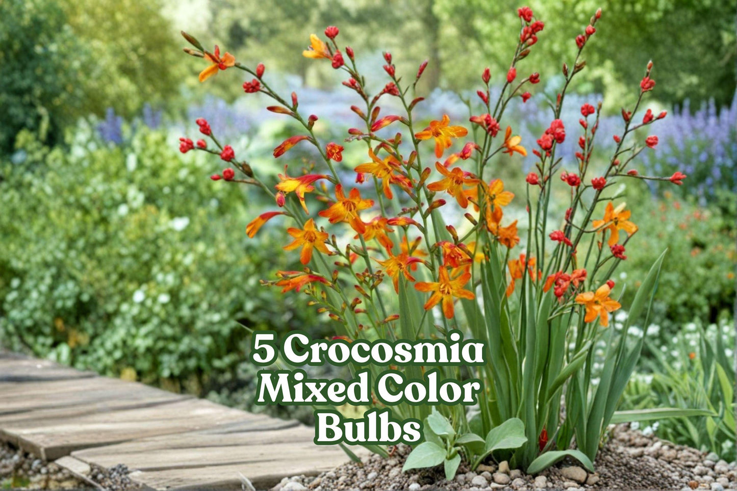 5 Crocosmia Bulbs – Mixed Bright Colors, Summer Blooming, Pollinator-Friendly Flowering Bulb (Crocosmia spp.)