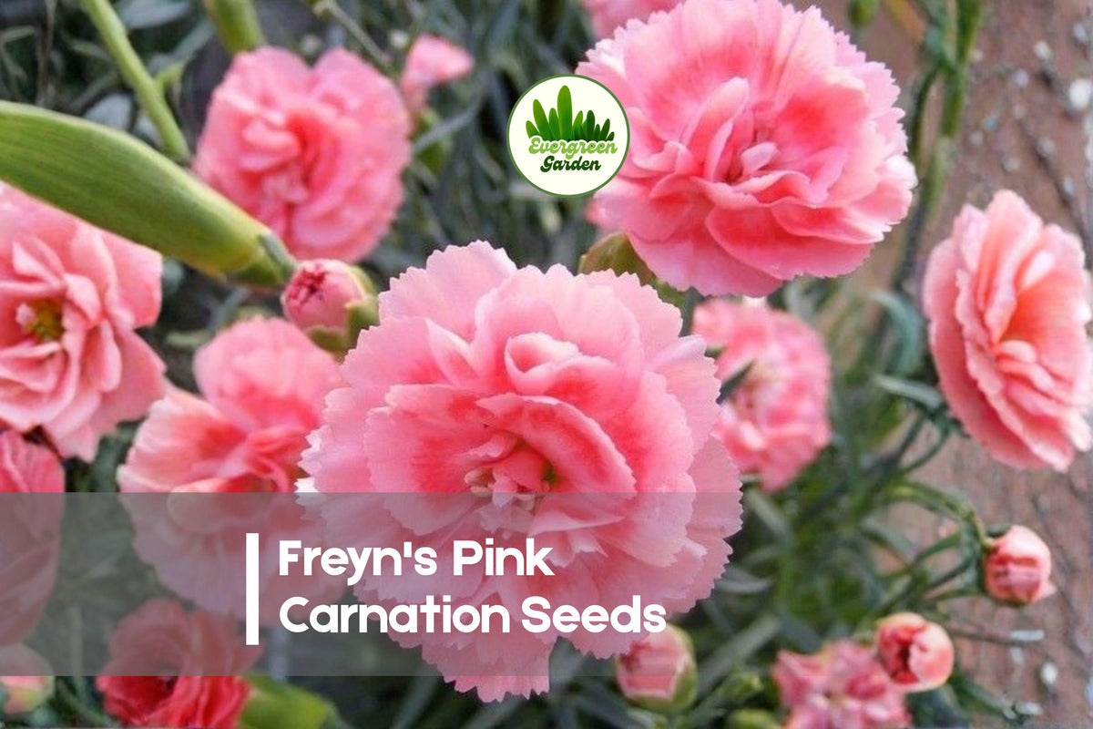 200 Freyn's Pink Carnation Seeds - Dianthus freynii, Soft Pink Blooms, Perennial, Easy to Grow, Full Sun, Garden, Border & Rock Garden Seeds