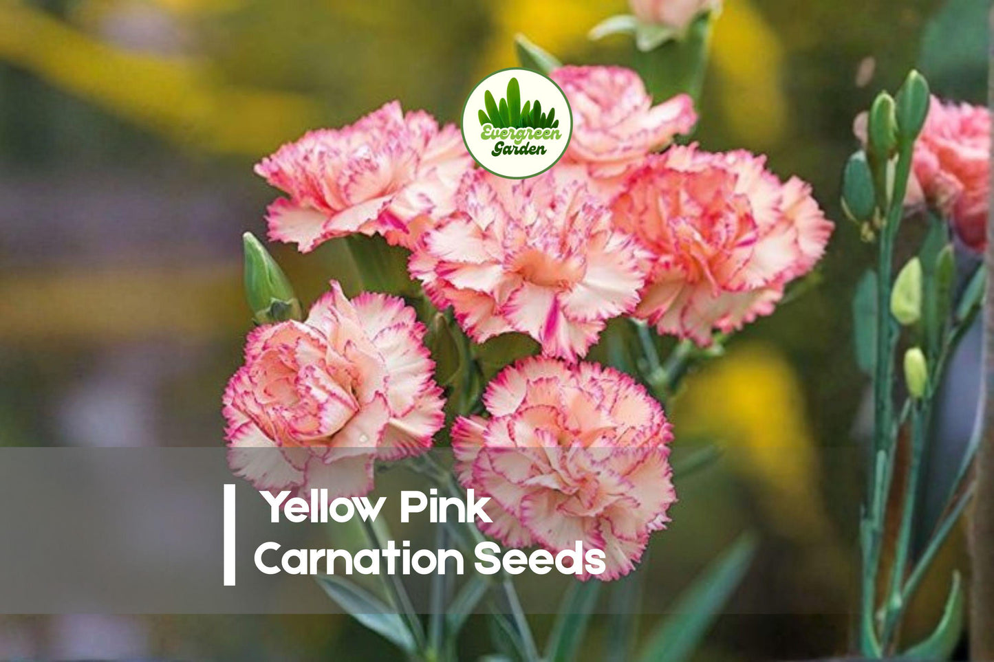 200 Yellow Pink Carnation Seeds - Dianthus caryophyllus Soft Pastel Two-Tone Blooms for Garden & Cut Flowers