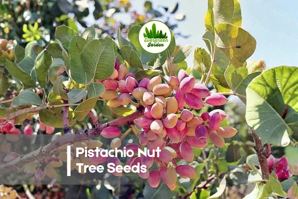 5 Pistachio Nut Tree Seeds | Pistacia vera | Ornamental & Fruitful Deciduous Tree for Warm Climates