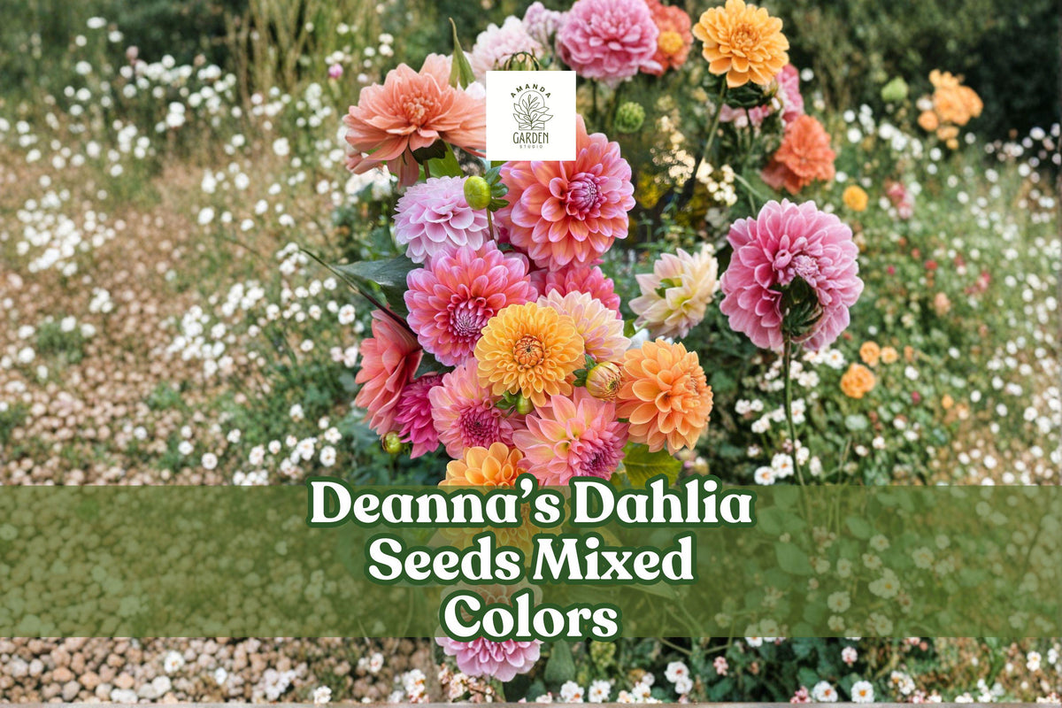 Dahlia Seeds 100+ Pack | Exotic Mixed Colors | Non-GMO Heirloom Dahlia variabilis for Gardens & Cut Flowers