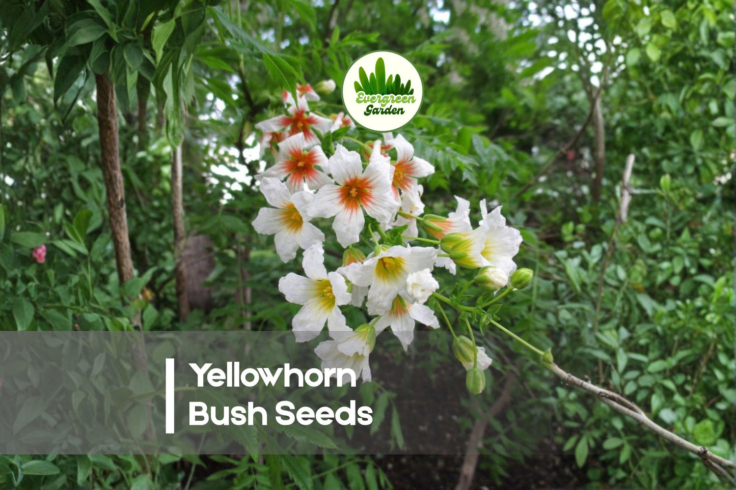 Yellowhorn Bush Seeds – 6 Rare Ornamental Shrubs with White & Red-Yellow Blooms – Xanthoceras sorbifolium