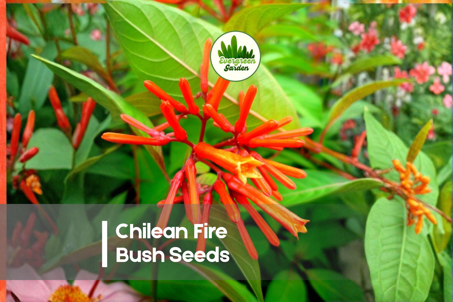 20 Chilean Fire Bush Seeds - Embothrium coccineum Red Tubular Flowers for Ornamental Landscaping