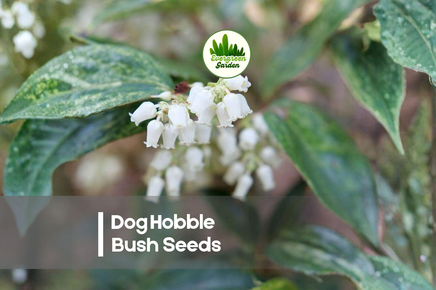 40 Dog Hobble Bush Seeds - Leucothoe fontanesiana Evergreen Shrub for Shade Gardens, Borders & Woodland Landscapes