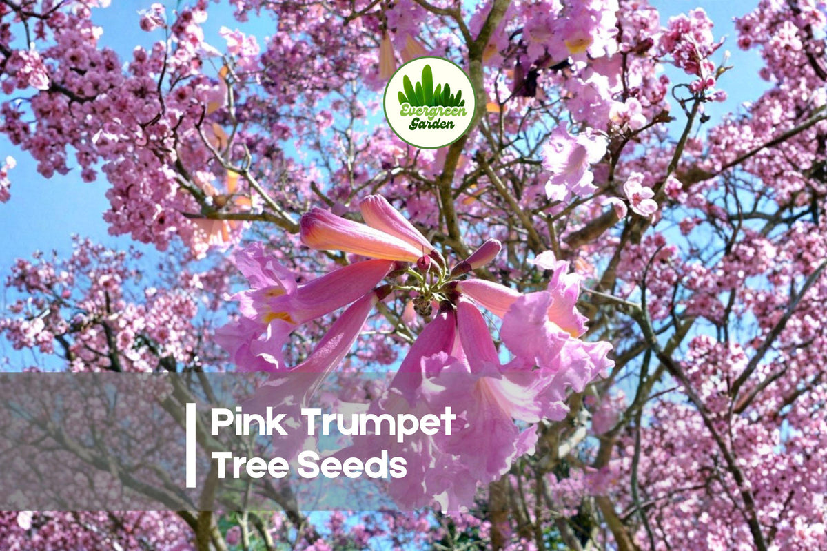 Pink Trumpet Tree Seeds - 30 Premium Tabebuia rosea Flowering Tree Seeds for Ornamental Landscaping and Shade