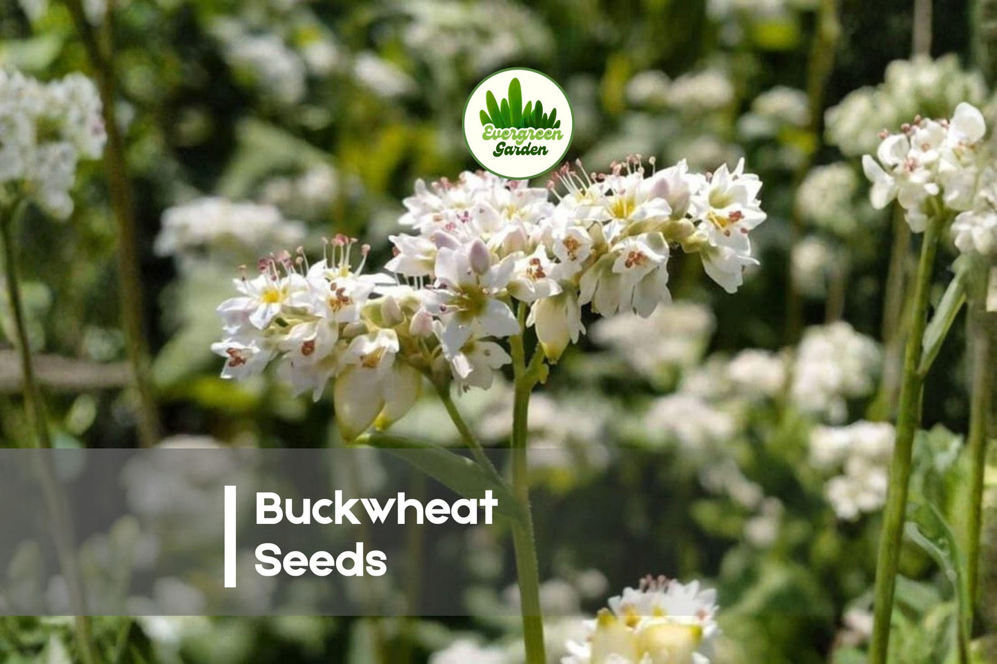 8 Pounds Buckwheat Seeds for Planting, Fagopyrum esculentum, Cover Crop, Soil Builder, Bee Forage, Weed Suppression