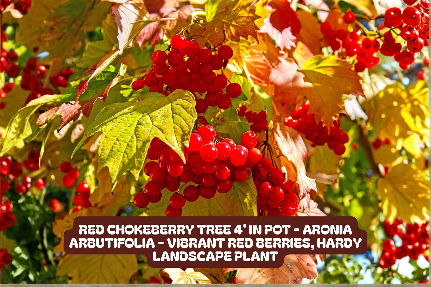 Red Firespike Plant - Florida Native Winter Blooming Perennial - Attracts Hummingbirds & Butterflies (Odontonema strictum)