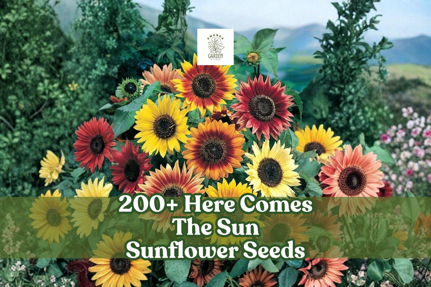 Sunflower Seeds Mix - 200+ Helianthus annuus - Multi-Color, Pollinator-Friendly, USA-Grown