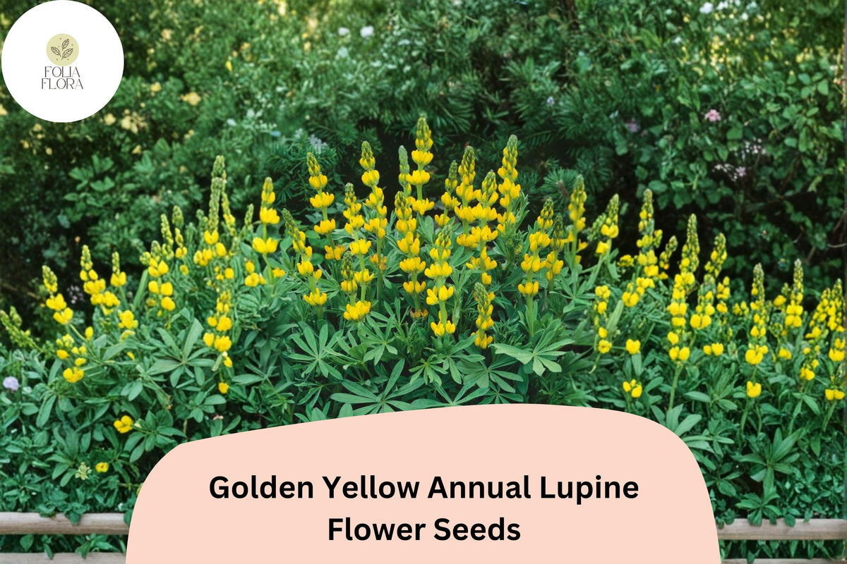 Golden Yellow Annual Lupine Seeds | Lupinus densiflorus | Bright Yellow Flower Spikes | Easy Garden Wildflower Seeds