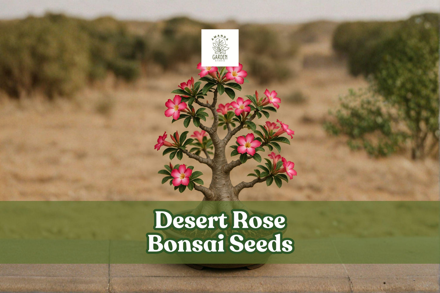 Desert Rose Bonsai Seeds – Adenium Obesum, Multicolor Flowers, Succulent Tree, Drought Tolerant, 10 Seeds