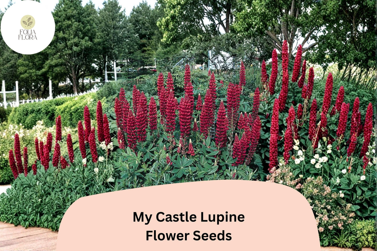 25+ My Castle Lupine Seeds | Deep Red Flowering Plant | Tall Upright Blooms | Lupinus spp. for Borders & Pollinator Gardens