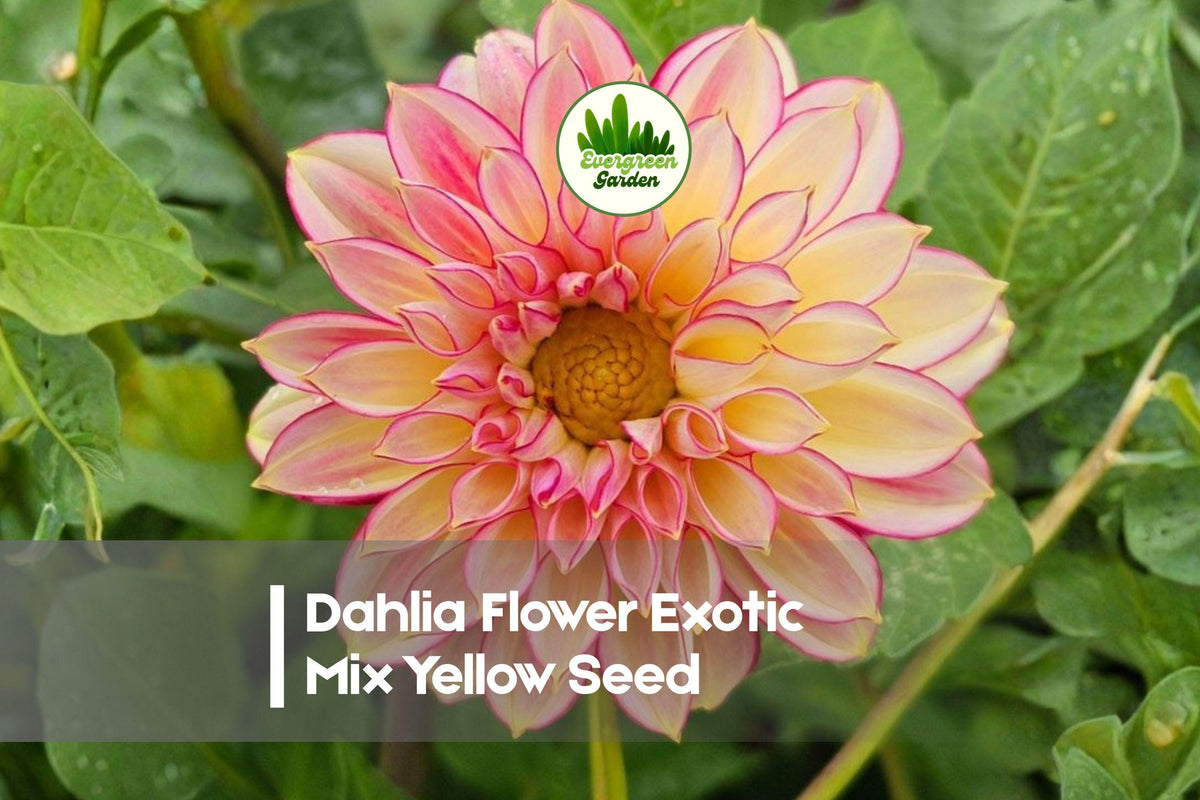 100 Dahlia Flower Seeds - Exotic Mix, Vibrant Colors & Large Blooms, Dahlia variabilis, Garden, Cut Flower, Bedding