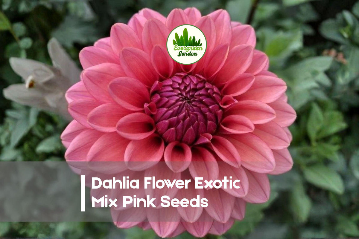 100 Dahlia Flower Seeds, Exotic Mix, Pink & Colorful Varieties, Dahlia variabilis, Garden, Cut-Flower, Border, Container
