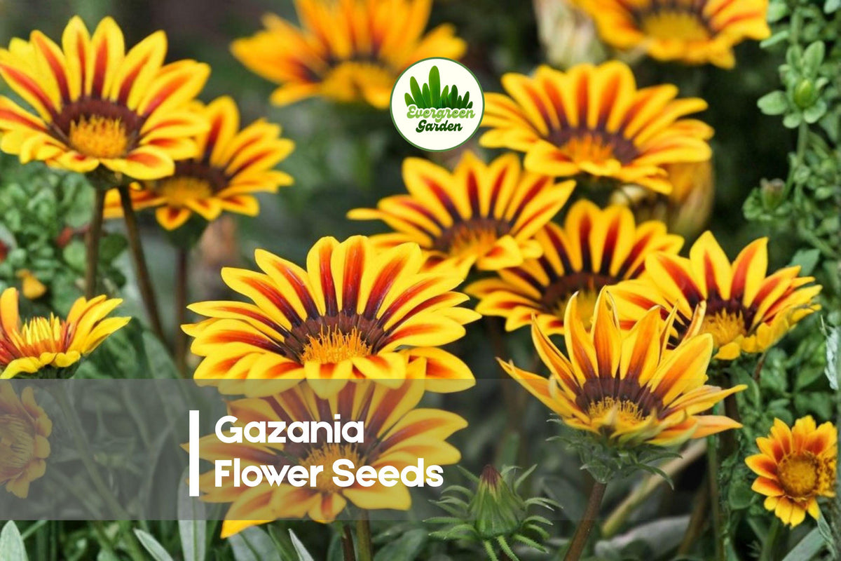 500 Gazania Flower Seeds - Bright Mixed Colors, Drought Tolerant, Full Sun, Gazania rigens, Annual/Perennial for Borders & Containers