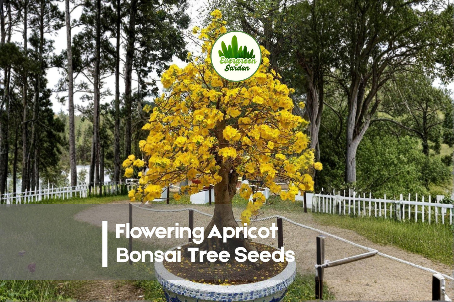 Flowering Apricot Bonsai Tree Seeds Pack of 3 | Prunus mume with Yellow Apricot Blooms | Ornamental Small Tree for Bonsai & Containers