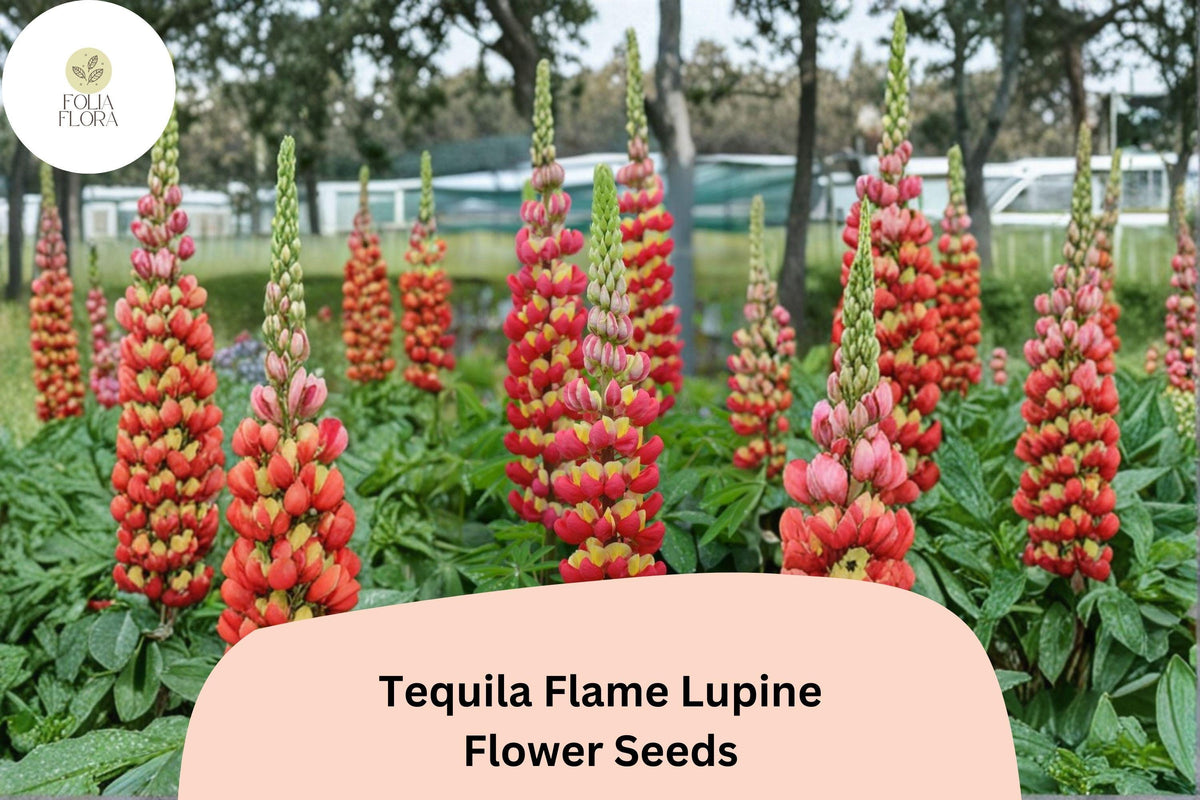 25+ Tequila Flame Lupine Seeds | Lupinus spp. | Red-Yellow Gradient Flower Spikes for Garden, Borders, Pollinator Attracting