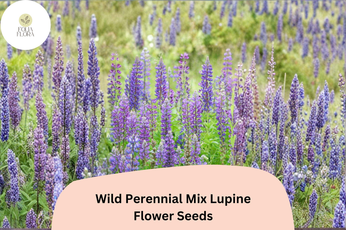 Wild Perennial Mix Lupine Seeds | Lupinus spp. | Mixed Colors, Pollinator-Friendly Flowers for Garden, Meadow & Border Planting