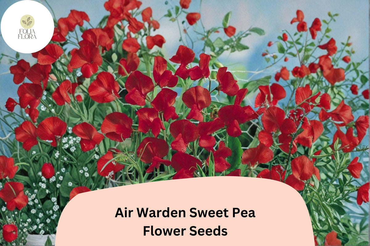 Air Warden Sweet Pea Seeds – Red Fragrant Climbing Vine for Garden, Fences & Cut Flowers | Lathyrus odoratus