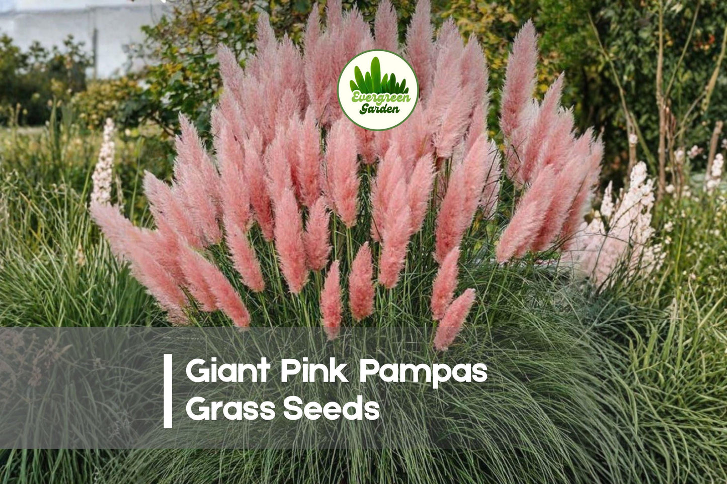 100 Pink Pampas Grass Seeds - Ornamental Grass with Tall Pink Plumes, Cortaderia selloana, for Landscaping & Dried Arrangements