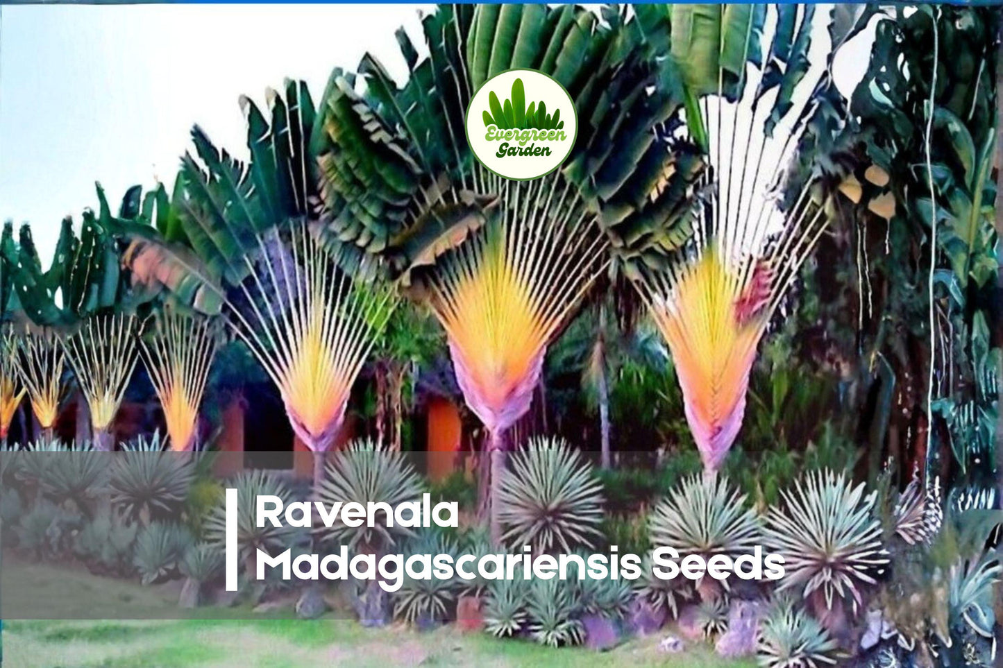 Travelers Palm Seeds, Ravenala madagascariensis, Tropical Ornamental, Fan-Shaped Leaves, Exotic Landscape Plant, 5 Pack