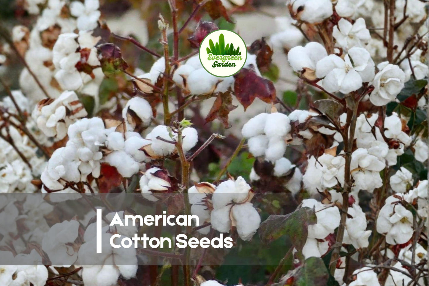50 American Cotton Seeds Gossypium hirsutum – Grow Your Own Cotton Plant with Flowers & Bolls for Gardening, Crafting & Education