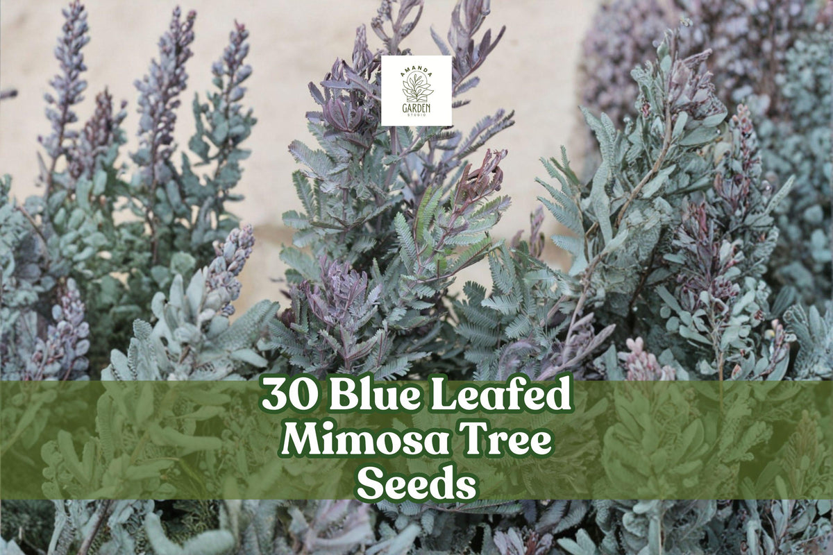 Blue Leafed Mimosa Tree Seeds, Acacia baileyana Purpurea, Ornamental Garden Tree, Silvery-Blue Foliage, Drought-Tolerant, Fast-Growing