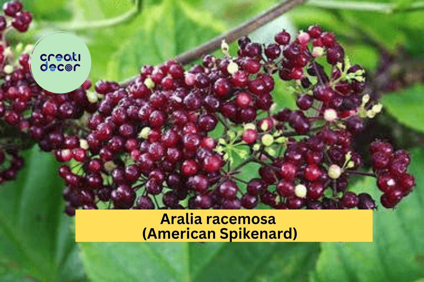 Aralia racemosa Seeds (50) | American Spikenard | Native Woodland Perennial for Shade Gardens