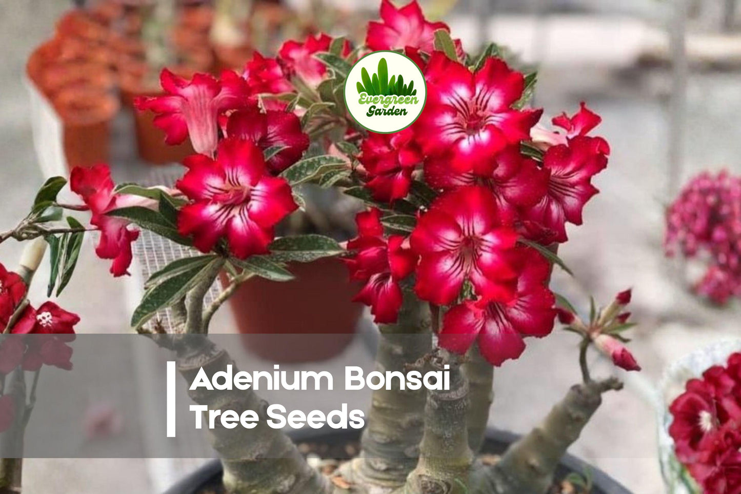 15 Adenium Obesum Bonsai Seeds – Desert Rose Succulent with Bright Flowers, Thick Caudex, Indoor & Outdoor Ornamental Plant