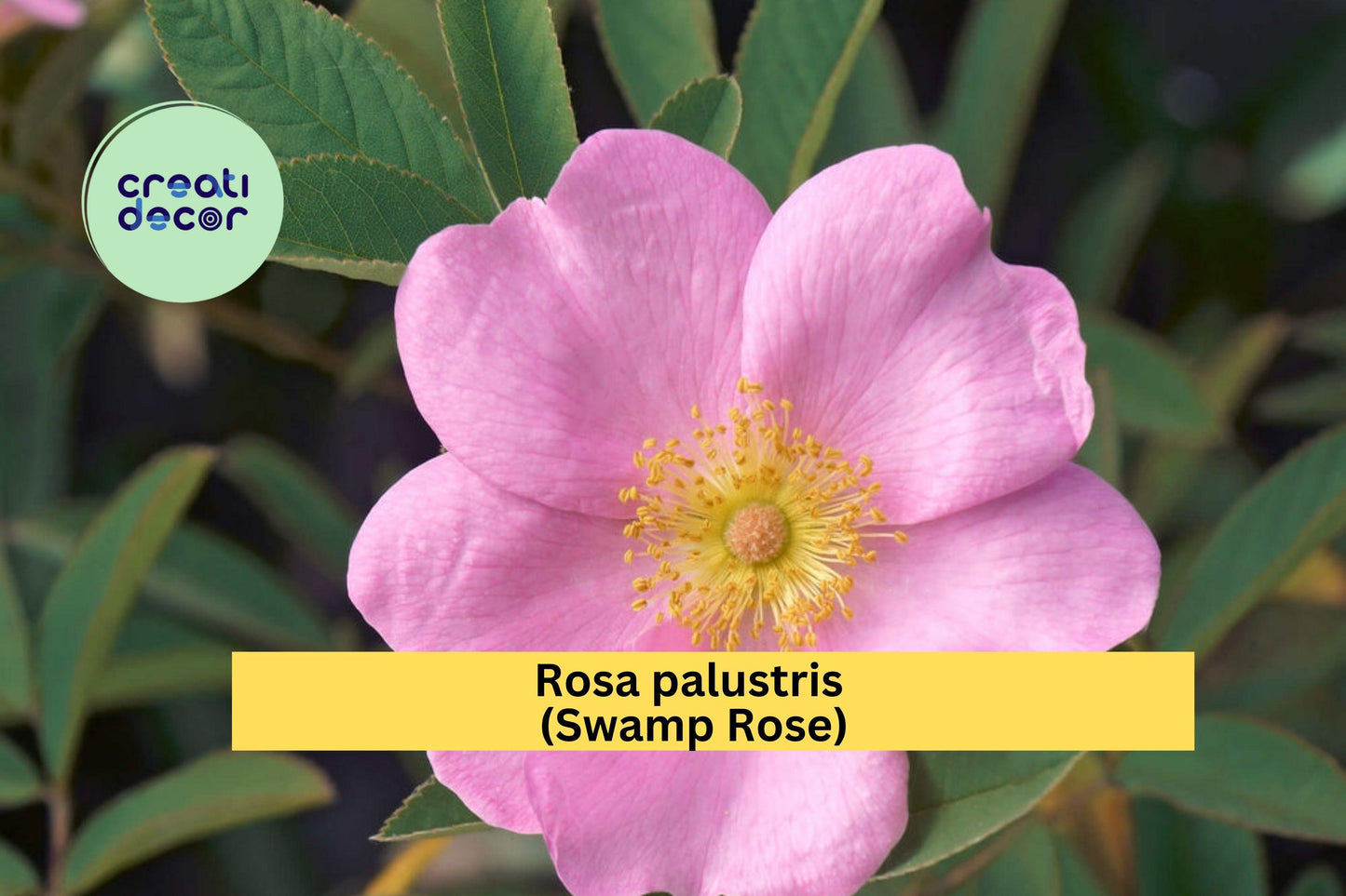Rosa palustris Swamp Rose Seeds – Native Wetland Shrub with Fragrant Pink Flowers, Pollinator & Wildlife-Friendly Perennial, 30 Seeds