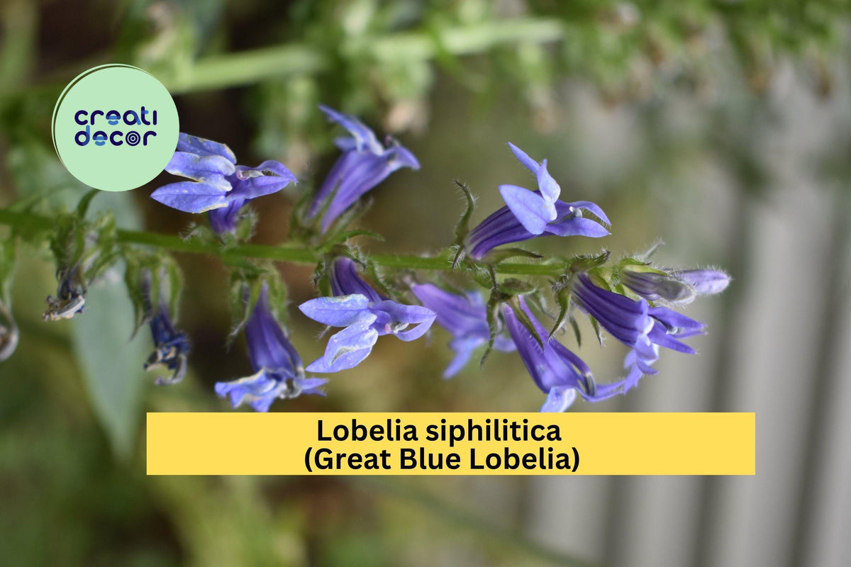 Lobelia Siphilitica Seeds 500 | Great Blue Lobelia Perennial for Rain Gardens & Pollinators