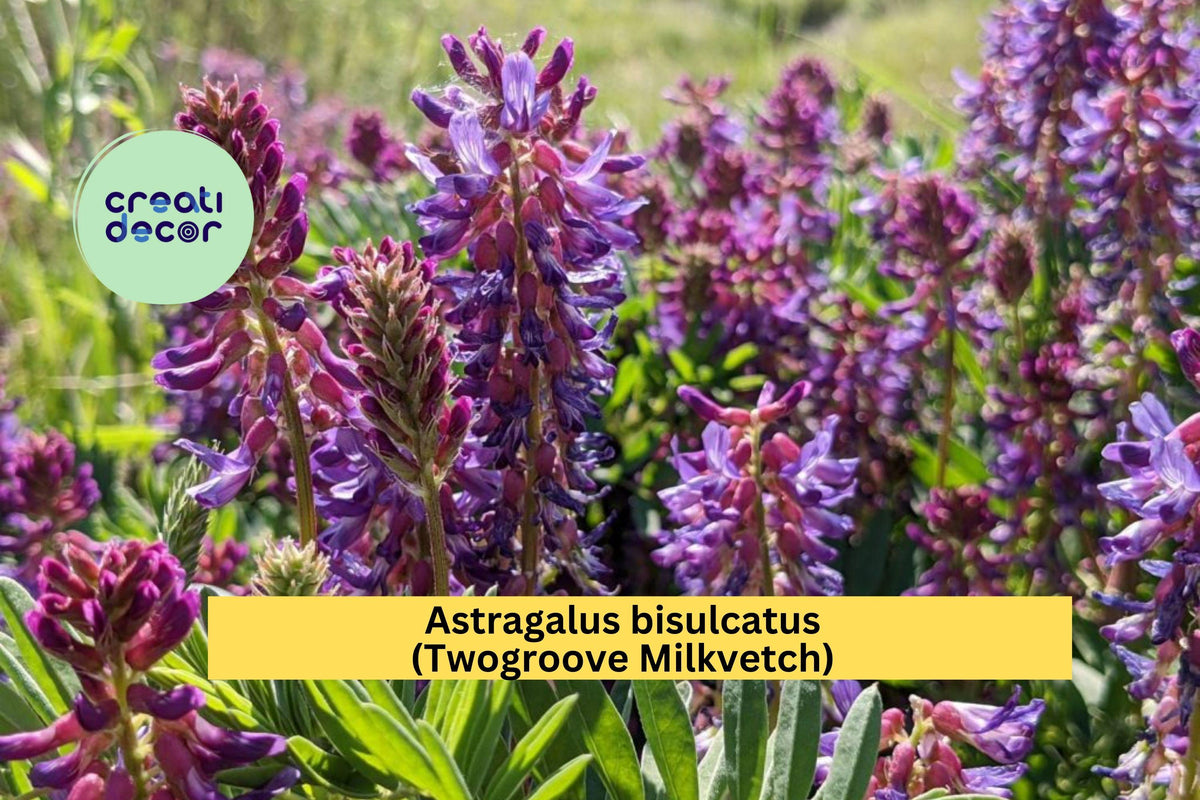 Astragalus bisulcatus Seeds – Twogroove Milkvetch Native Perennial Legume for Dry Slopes & Prairie Gardens, Drought-Tolerant, Pollinator-Friendly, 15 Seeds