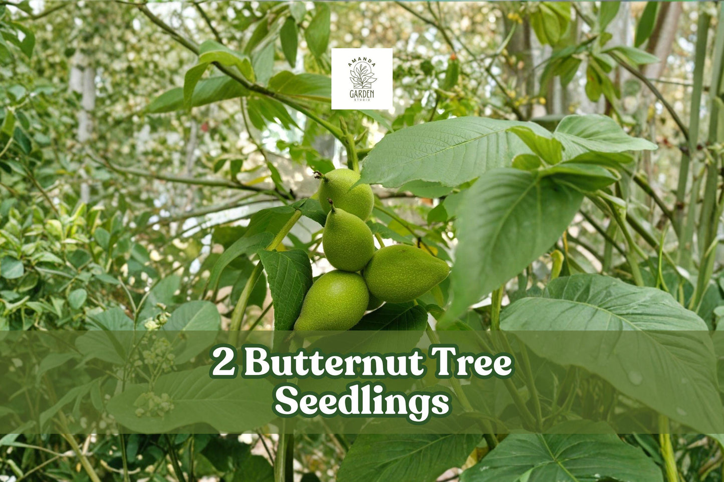 2 Butternut Tree Seedlings Juglans cinerea White Walnut Hardy Nut Trees for Planting
