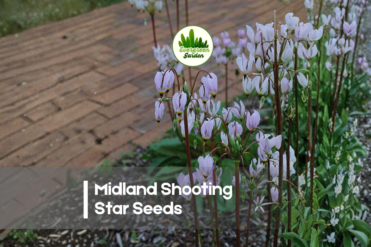 50 Midland Shooting Star Seeds - Dodecatheon meadia Wildflower Perennial for Shade & Woodland Gardens