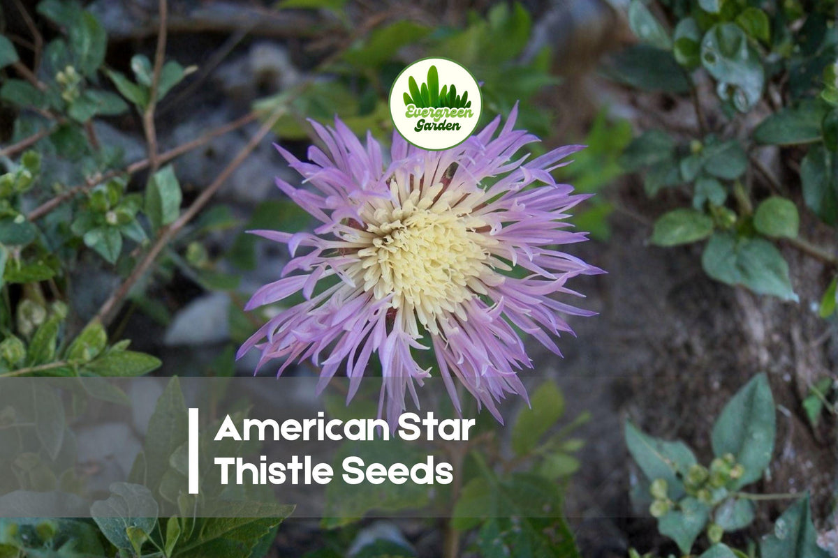 American Star Thistle Seeds - 100 Pack, Centaurea americana, Pink Fluffy Blooms, Pollinator Friendly, Wildflower Garden Plant