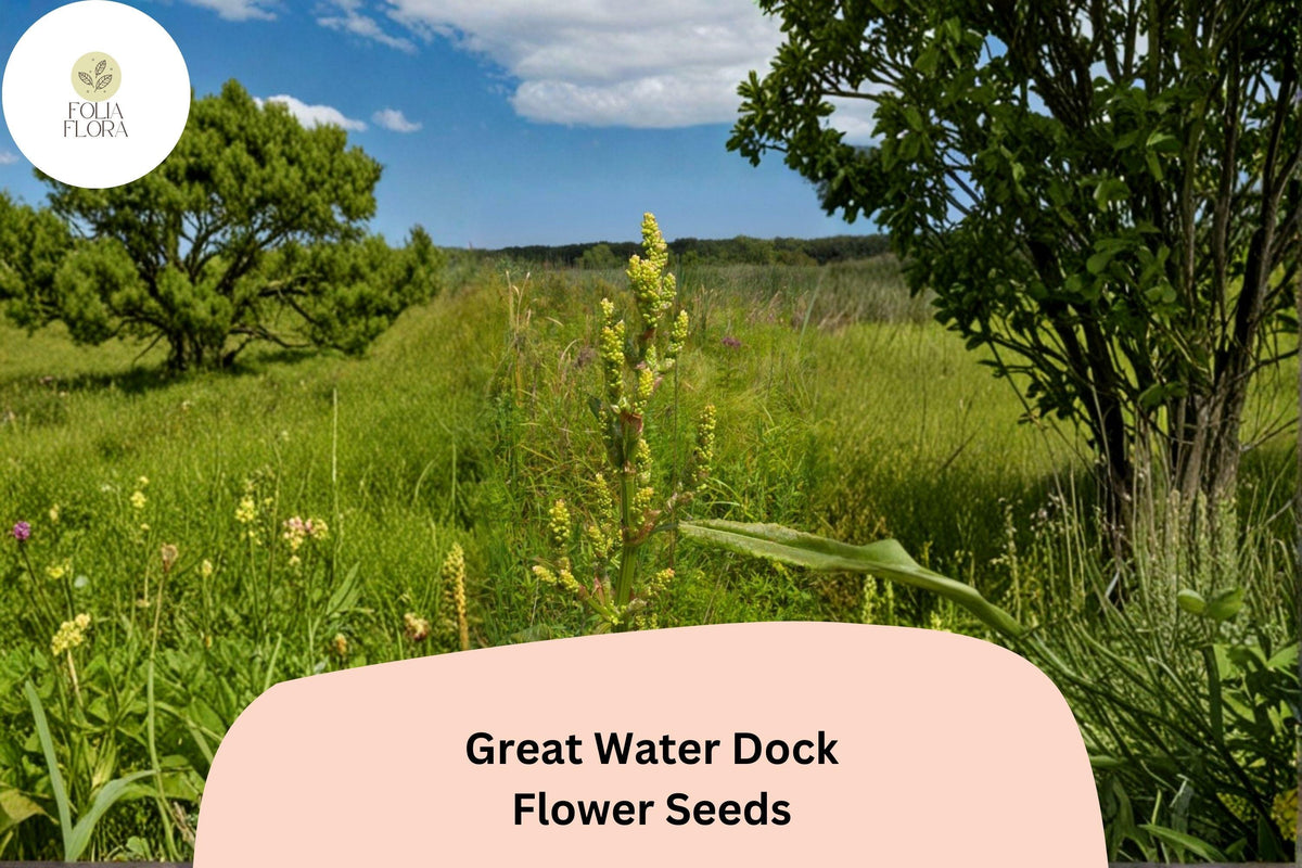 Rumex orbiculatus Great Water Dock Seeds – 100 Heirloom Wetland Perennial Seeds for Pond Edges, Rain Gardens & Native Plantings