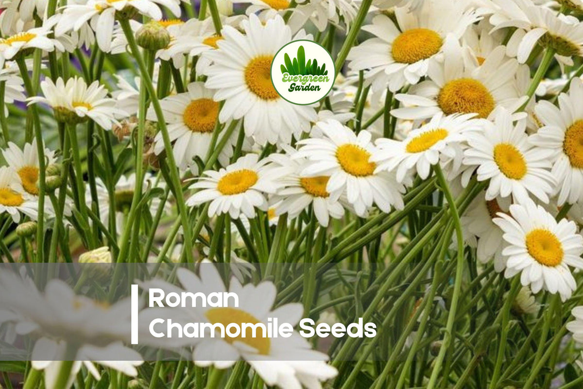 Roman Chamomile Seeds 500 Pack - Anthemis nobilis Fragrant White Blooms, Ground Cover, Border, Cottage Garden, Pollinator Friendly