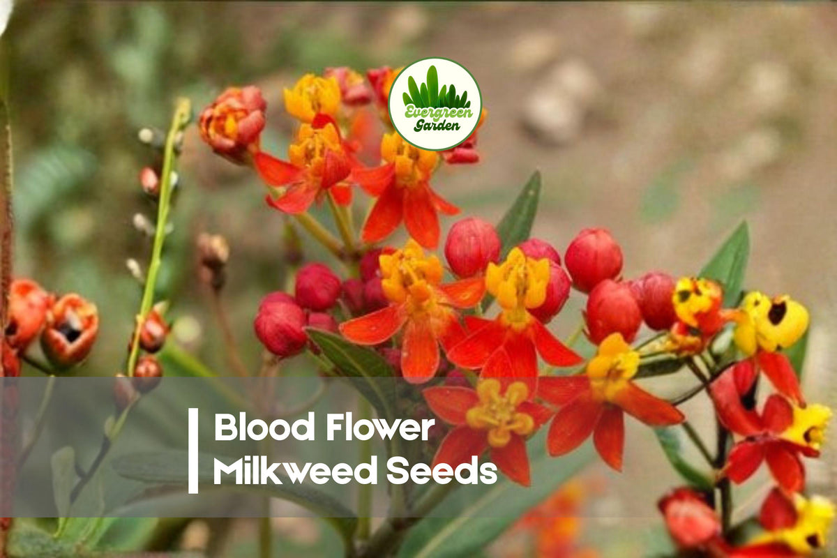 Blood Flower Milkweed Seeds - 25 Pack, Asclepias curassavica, Bright Red-Orange Blooms, Butterfly & Pollinator Garden Seeds