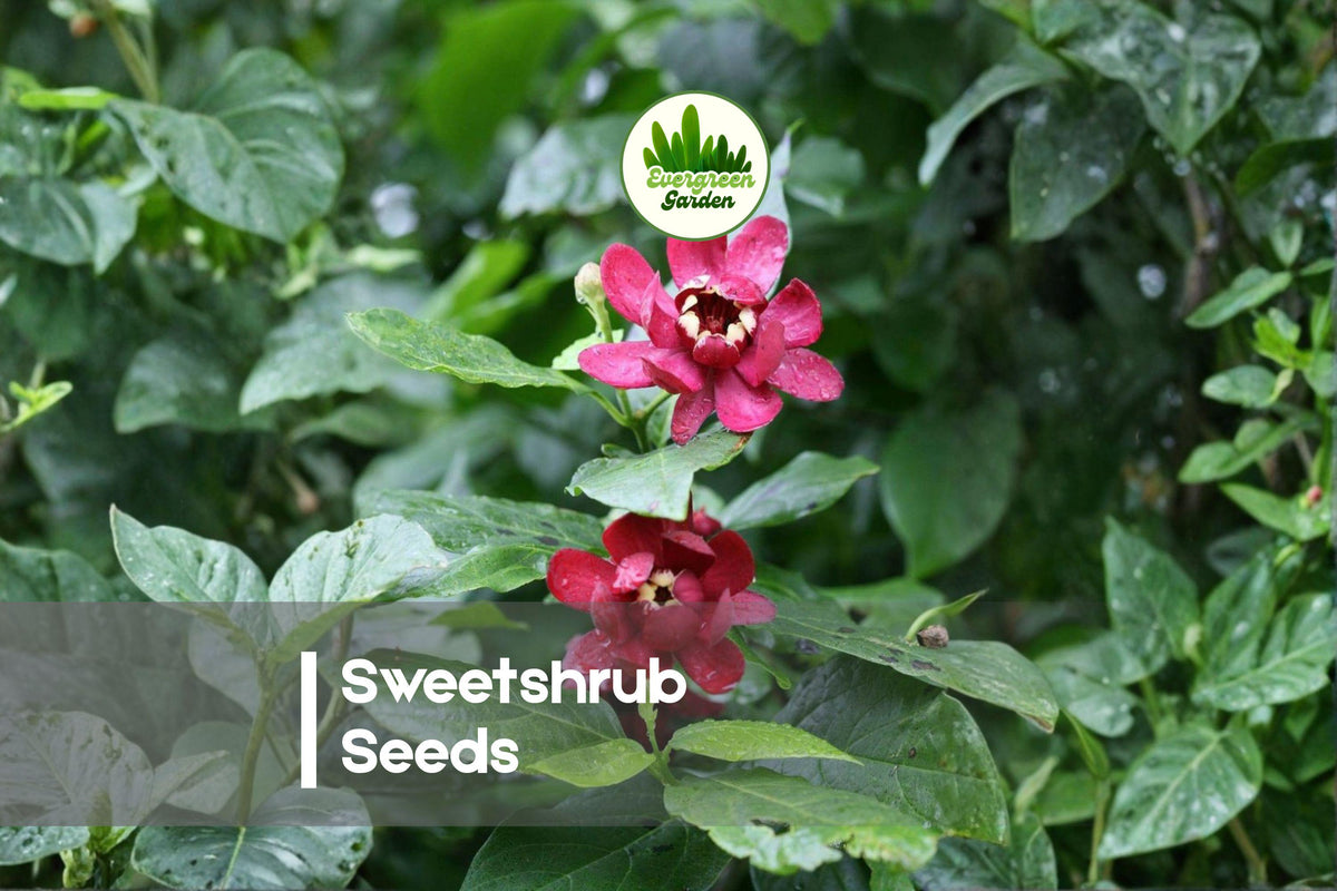 5 Sweetshrub Seeds - Calycanthus floridus, Ornamental Flowering Shrub for Borders & Shade Gardens