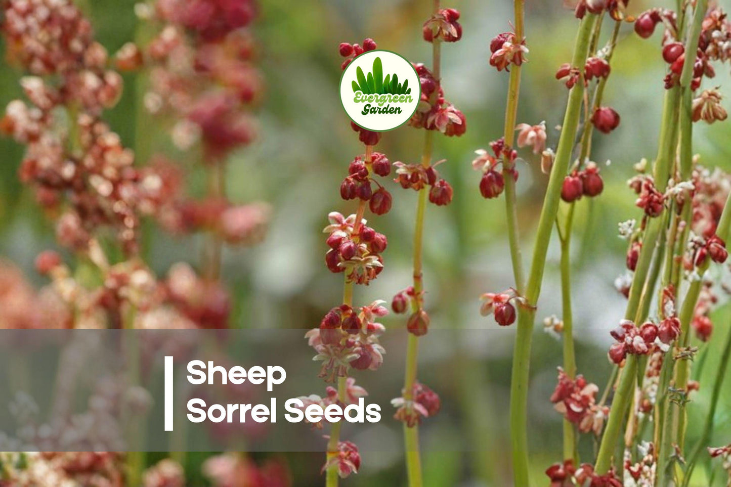 100 Coleus scutellarioides Seeds - Rare Chocolate Mint Foliage for Pots, Shade Gardens, Indoor & Outdoor Planting