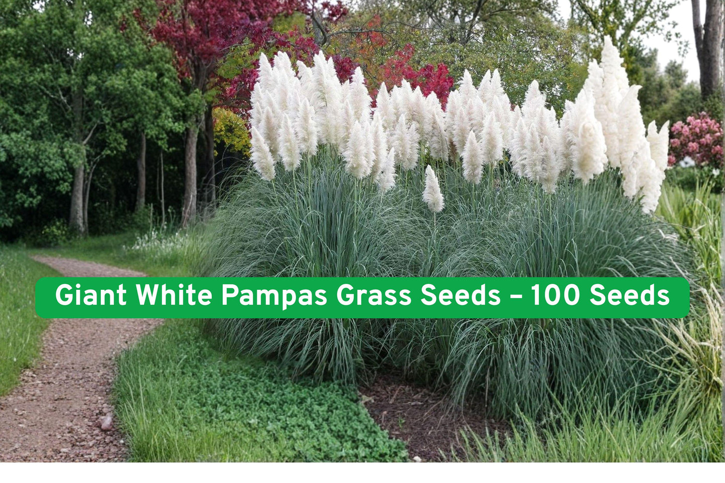 Giant White Pampas Grass Seeds – 100+ Cortaderia selloana Ornamental Grass for Landscaping & Garden Decor