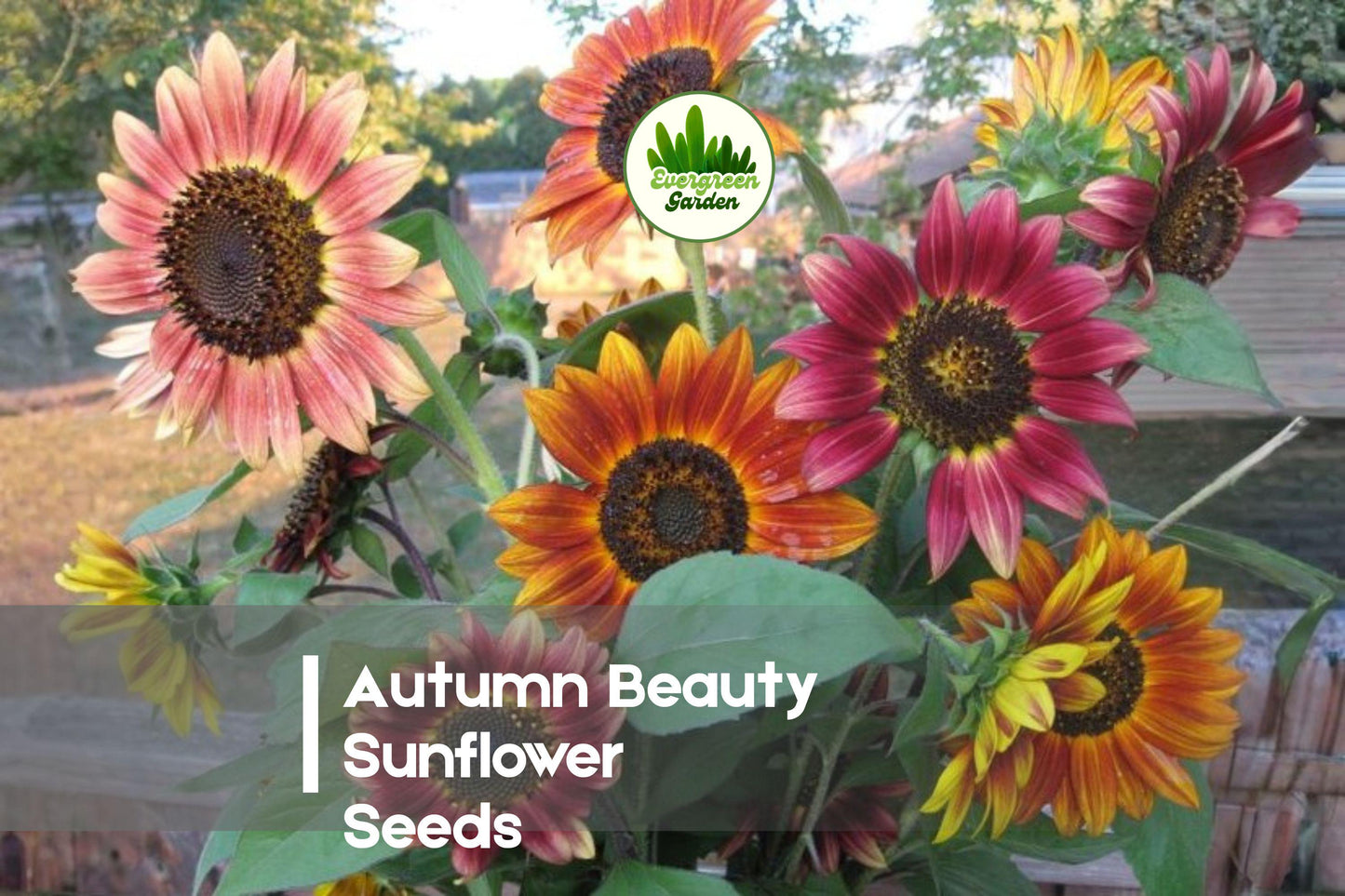 Autumn Beauty Sunflower Seeds, 100 Pack, Multi-Color Fall Blooms, Helianthus annuus, Easy to Grow, Garden Borders & Cut Flowers