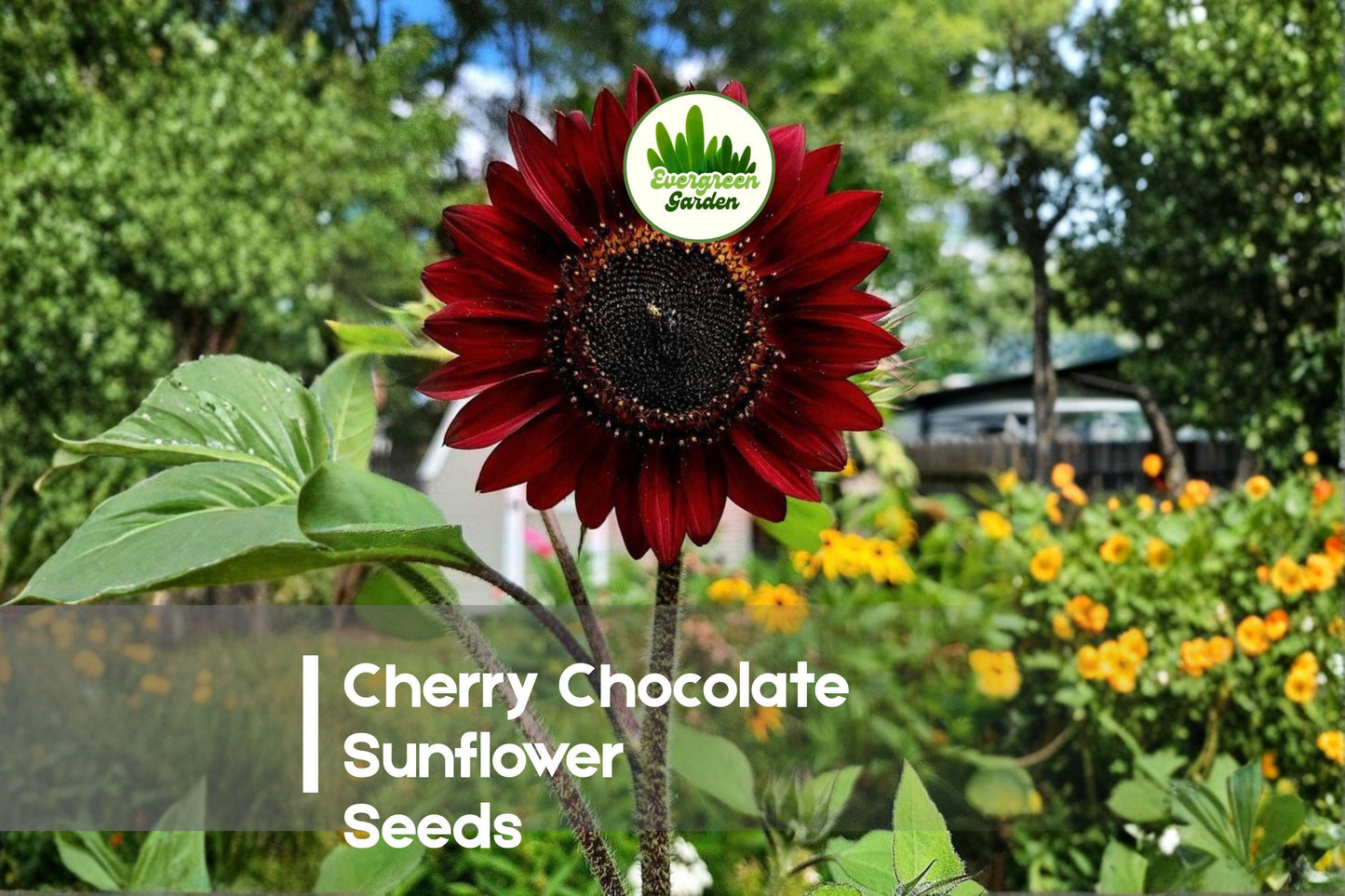 Cherry Chocolate Sunflower Seeds - 50 Pack, Helianthus annuus, Deep Red to Chocolate Blooms, Pollinator Friendly, Cut Flower Suitable