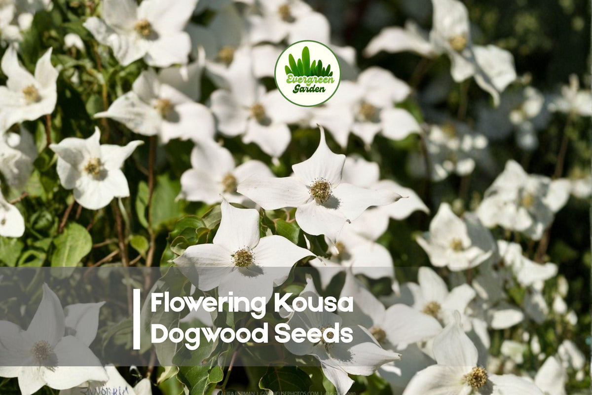 Flowering Kousa Dogwood Seeds - Cornus kousa, Ornamental Tree, White Flowers, Red Fall Berries, Landscape Gardening, 50 Seeds